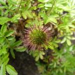 Acaena ovalifolia Fruit