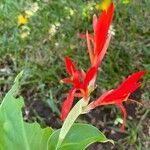 Canna × hybrida RodigasFlors