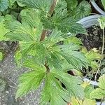 Aconitum variegatum Folla