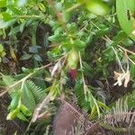 Pemphis acidula Blatt
