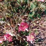 Hedysarum candidum Çiçek