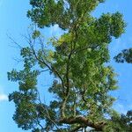 Handroanthus serratifolius Vekstform