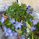 Campanula isophylla Flower