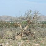 Sterculia africana Blatt