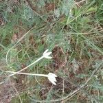 Conostomium longitubum Flower