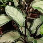 Goeppertia picturata 整株植物