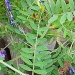 Vicia villosa 葉
