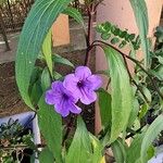 Ruellia simplex Blüte