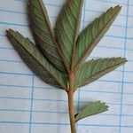 Comarum palustre Leaf