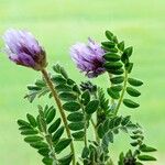 Astragalus sesameus Flor