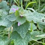 Lamium purpureum Levél