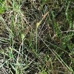 Carex panicea Pokrój