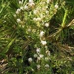 Bejaria racemosa 整株植物