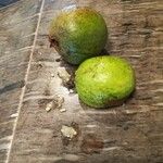 Psidium acutangulum Fruit