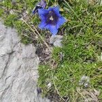 Gentiana alpinaBlomma