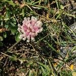 Trifolium pallescens Virág