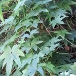Dioscorea brachybotrya Plante entière