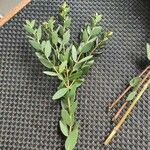 Eucalyptus parvula Hoja