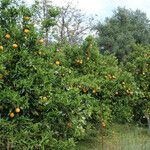 Citrus aurantium Hábito