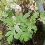 Artemisia verlotiorum Lamotte locally known as Titay Paati (Nepali/Gorkha language)葉