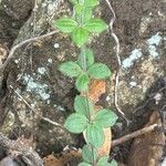 Galium scabrum Leaf