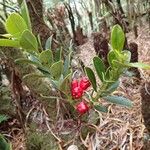 Syzygium tripetalum Fruit