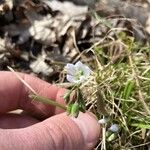 Claytonia virginica 花