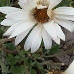 Arctotis stoechadifolia Flower