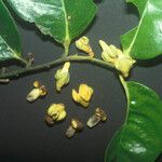 Diospyros cayennensis Квітка