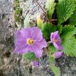 Ramonda myconi Flower