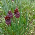 Allium atrosanguineum Flower