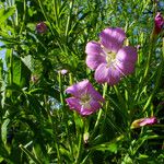 Epilobium hirsutum फूल