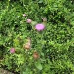 Cirsium vulgare花