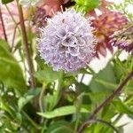 Succisella inflexa 花