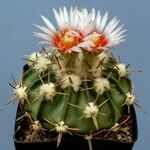 Echinocactus texensis आदत
