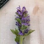 Ajuga genevensisFlower