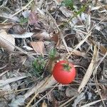 Solanum capsicoides Gyümölcs