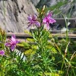 Epilobium dodonaeiCvet