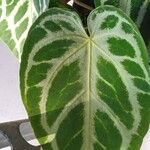 Anthurium crystallinum Hoja