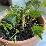 Mimosa pudicaFolha