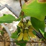 Acer buergerianum Vrucht