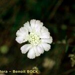 Lomelosia argentea Blüte