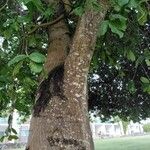 Ficus obtusifolia Bark