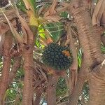 Pandanus utilis Frucht