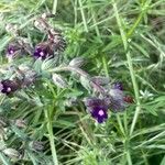 Anchusa procera Flower