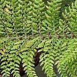 Polystichum setiferum