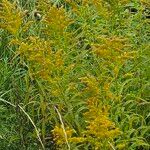 Solidago canadensis Kvet