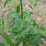 Erysimum cheiranthoides पत्ता