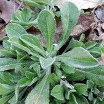 Antennaria parvifolia Листок