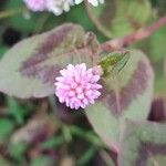 Persicaria capitataFloare